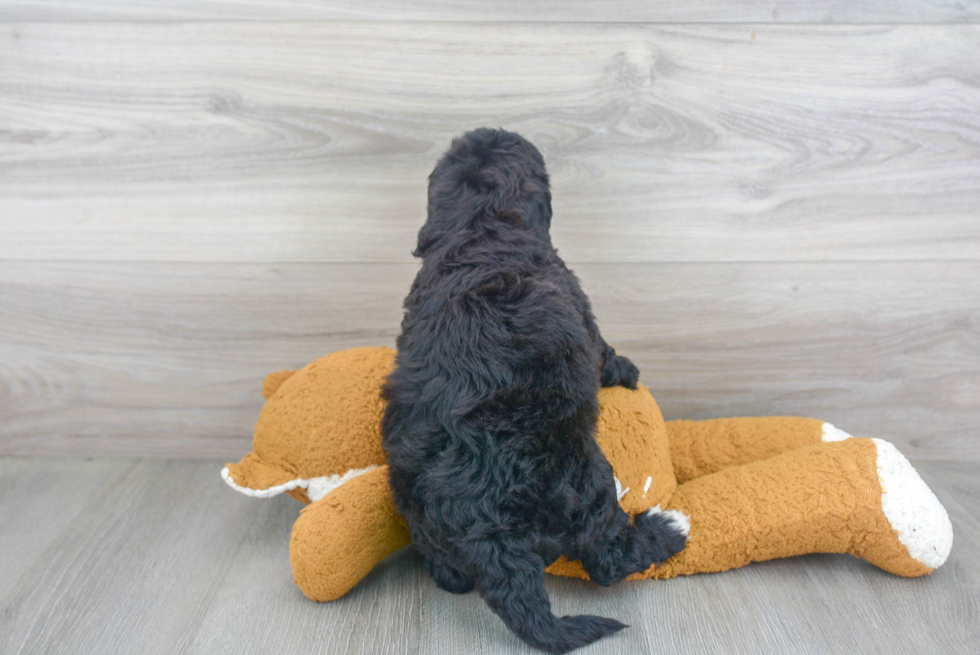 Sweet Mini Goldendoodle Baby