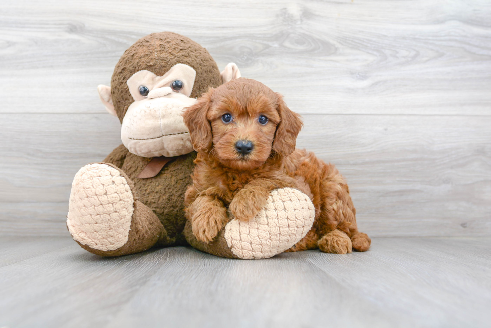 Friendly Mini Goldendoodle Baby