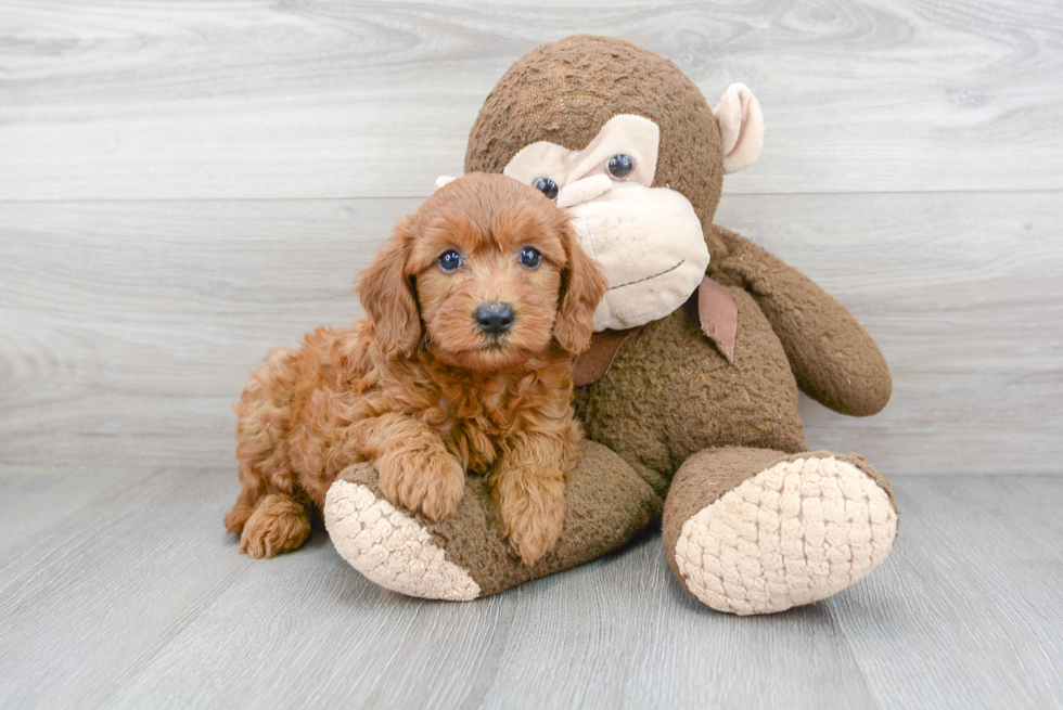 Mini Goldendoodle Puppy for Adoption