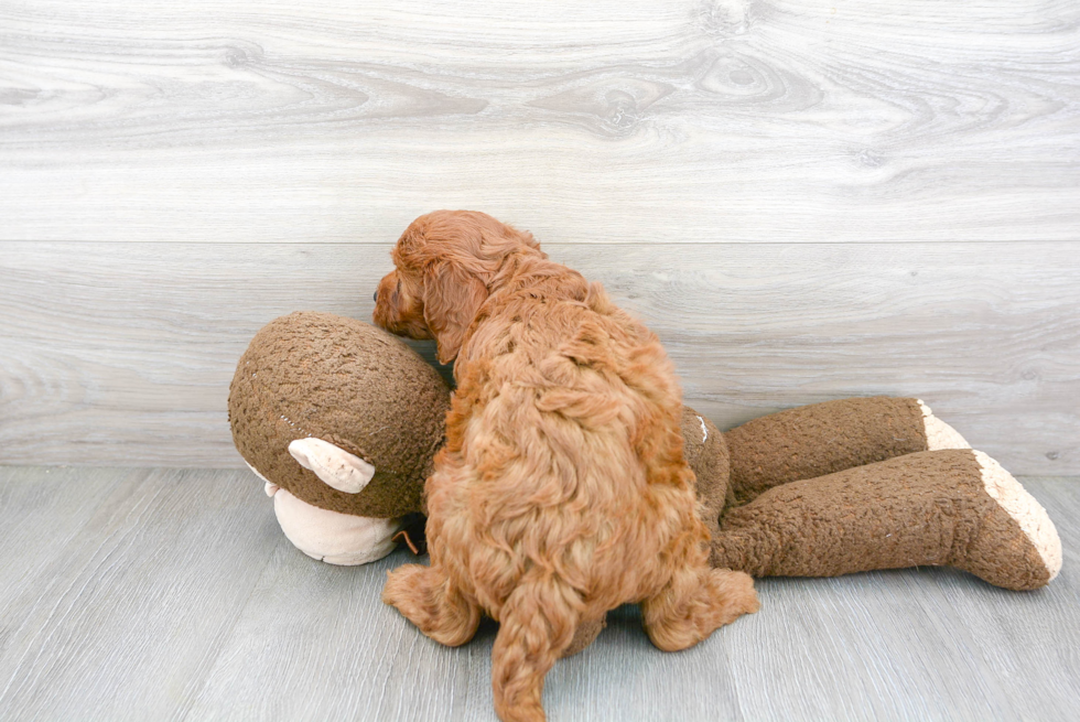 Little Golden Retriever Poodle Mix Puppy