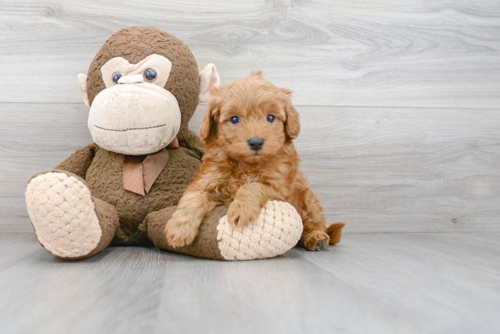 Mini Goldendoodle Puppy for Adoption