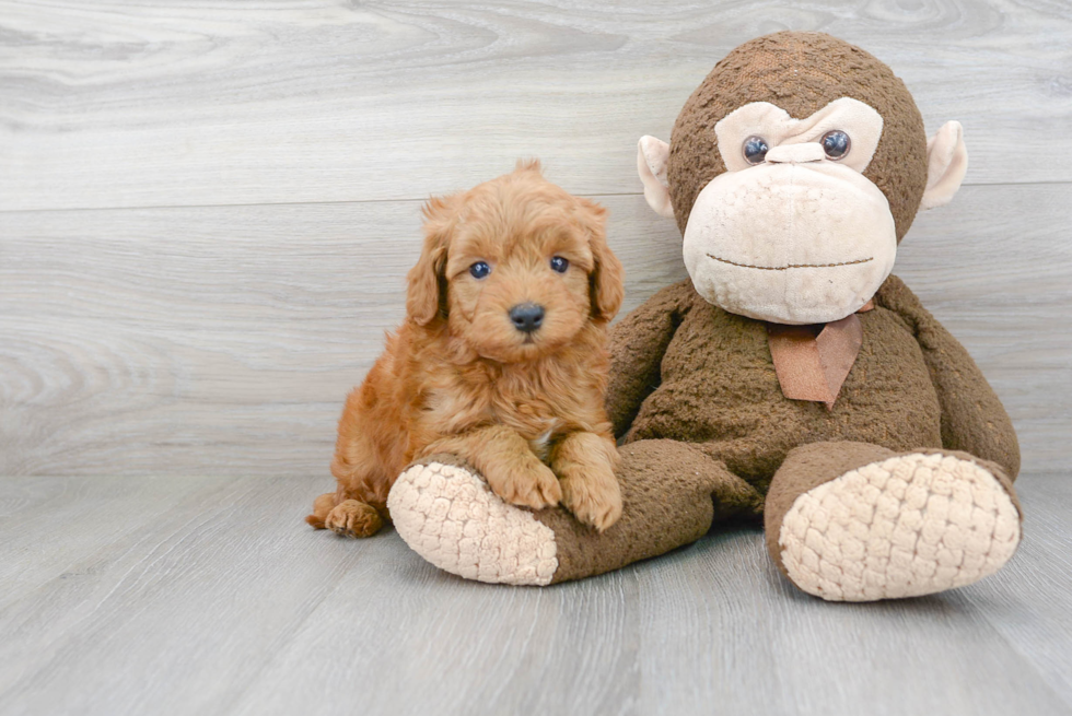 Little Golden Retriever Poodle Mix Puppy