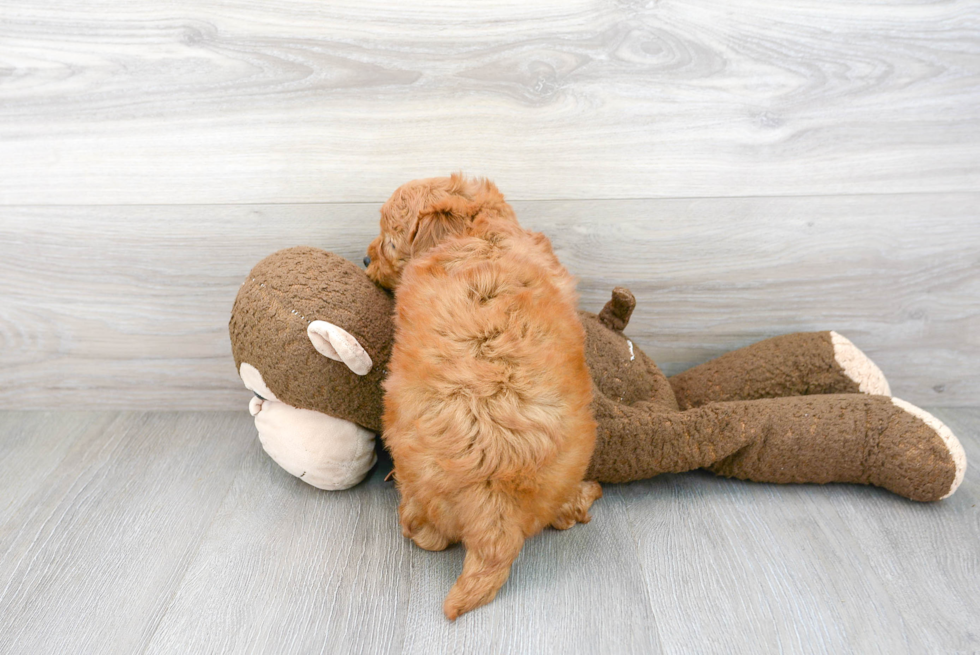 Happy Mini Goldendoodle Baby