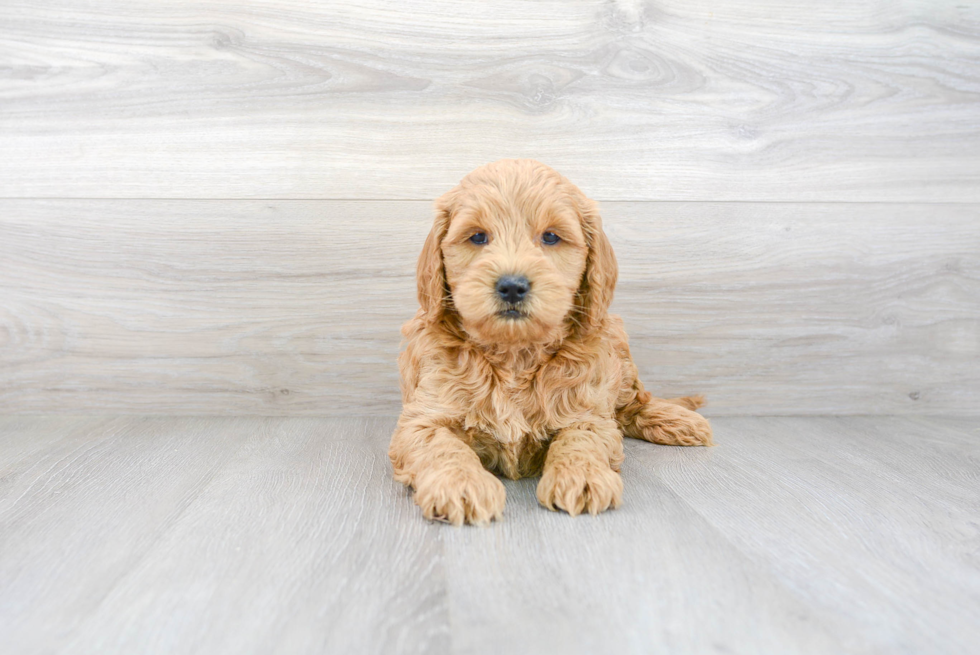 Playful Golden Retriever Poodle Mix Puppy