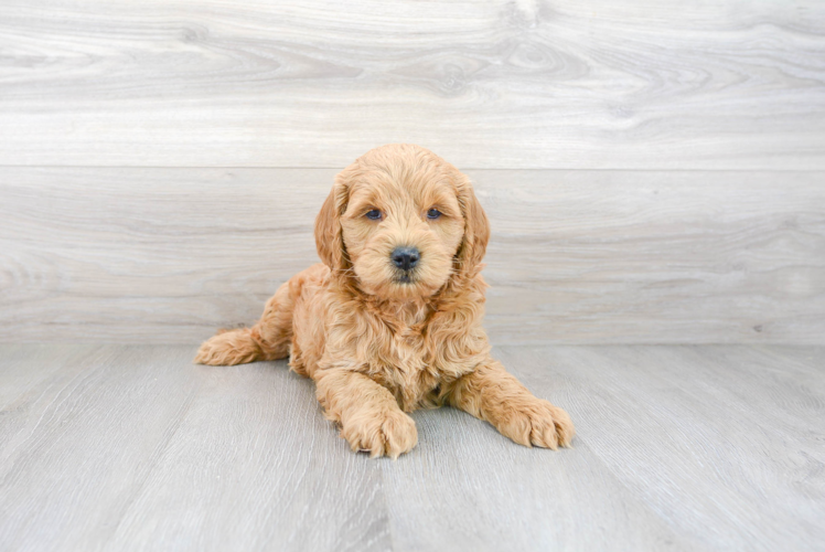 Mini Goldendoodle Pup Being Cute