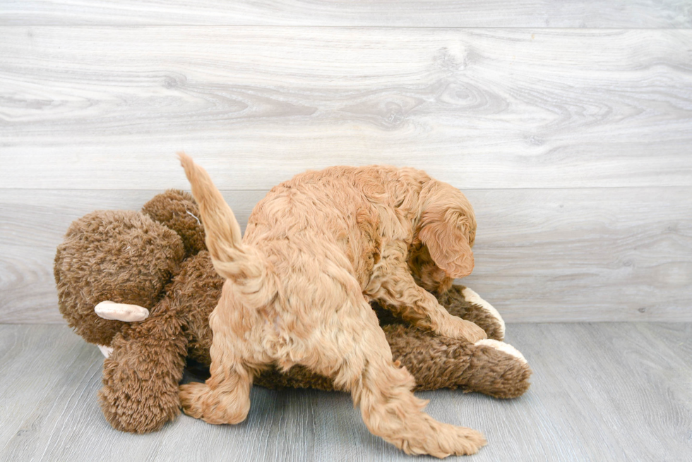 Playful Golden Retriever Poodle Mix Puppy