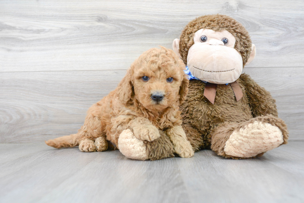 Smart Mini Goldendoodle Poodle Mix Pup