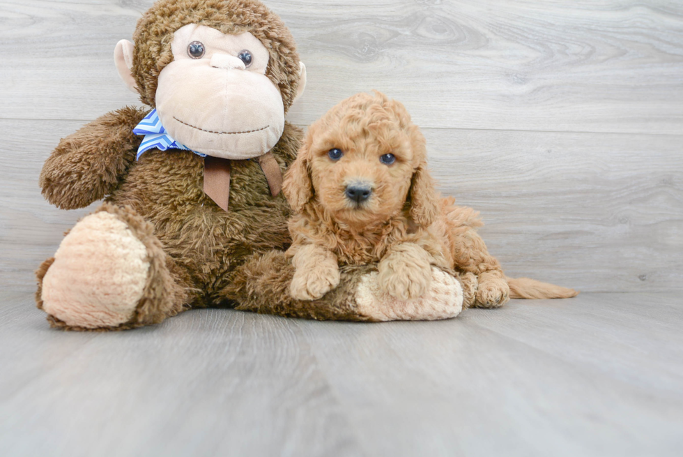 Best Mini Goldendoodle Baby