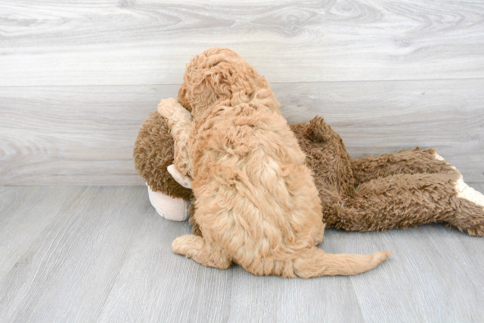 Adorable Golden Retriever Poodle Mix Puppy