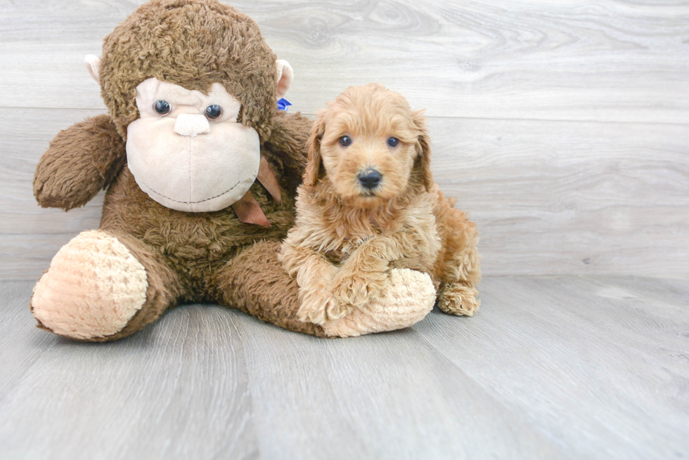 Energetic Golden Retriever Poodle Mix Puppy