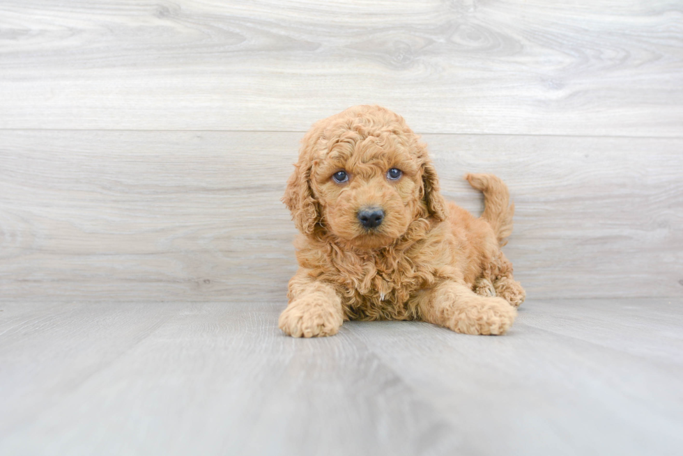 Friendly Mini Goldendoodle Baby