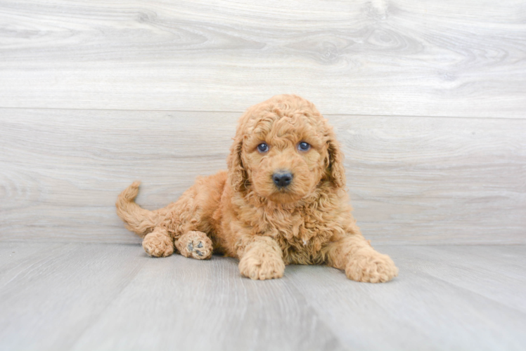 Best Mini Goldendoodle Baby