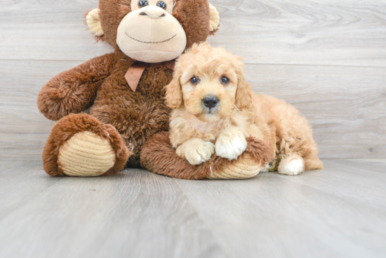 Best Mini Goldendoodle Baby