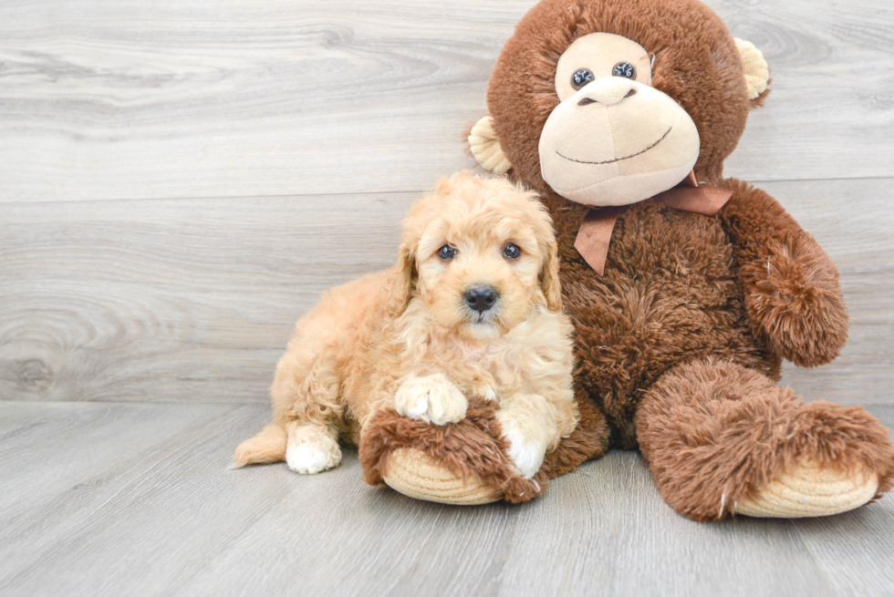 Little Golden Retriever Poodle Mix Puppy