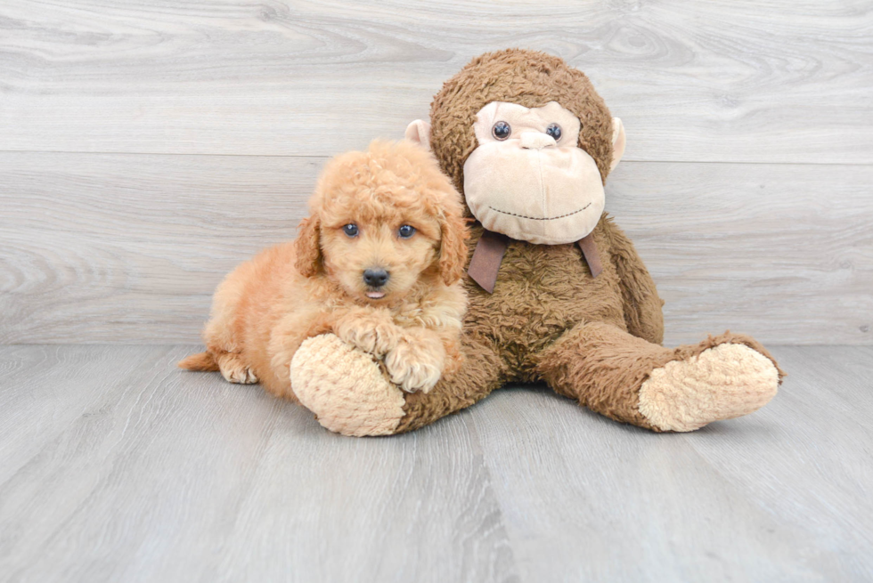 Happy Mini Goldendoodle Baby