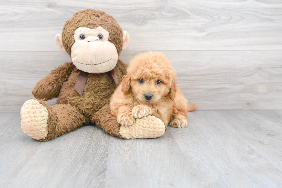 Petite Mini Goldendoodle Poodle Mix Pup