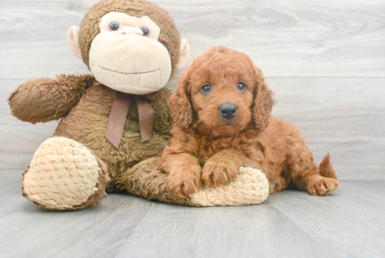 Mini Goldendoodle Pup Being Cute