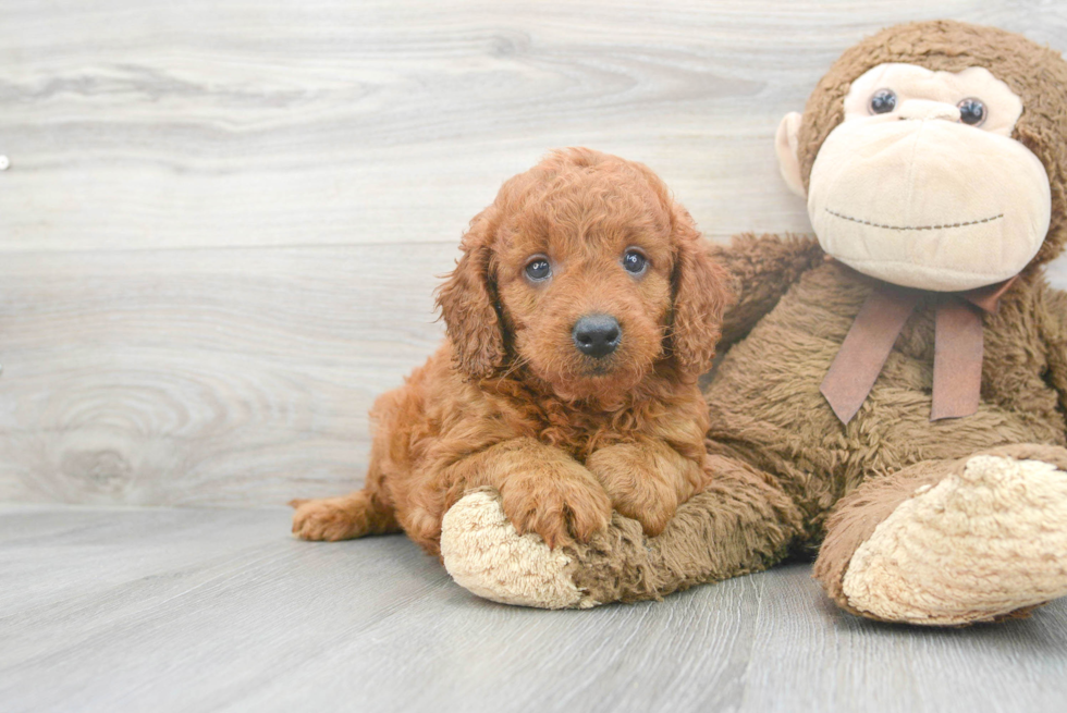 Mini Goldendoodle Pup Being Cute