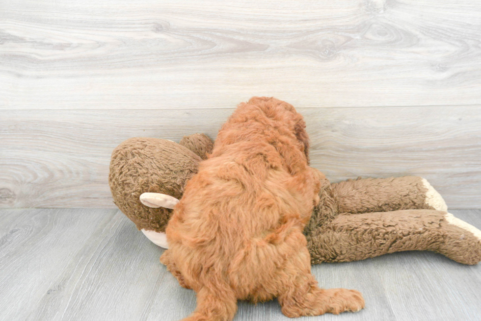 Mini Goldendoodle Pup Being Cute