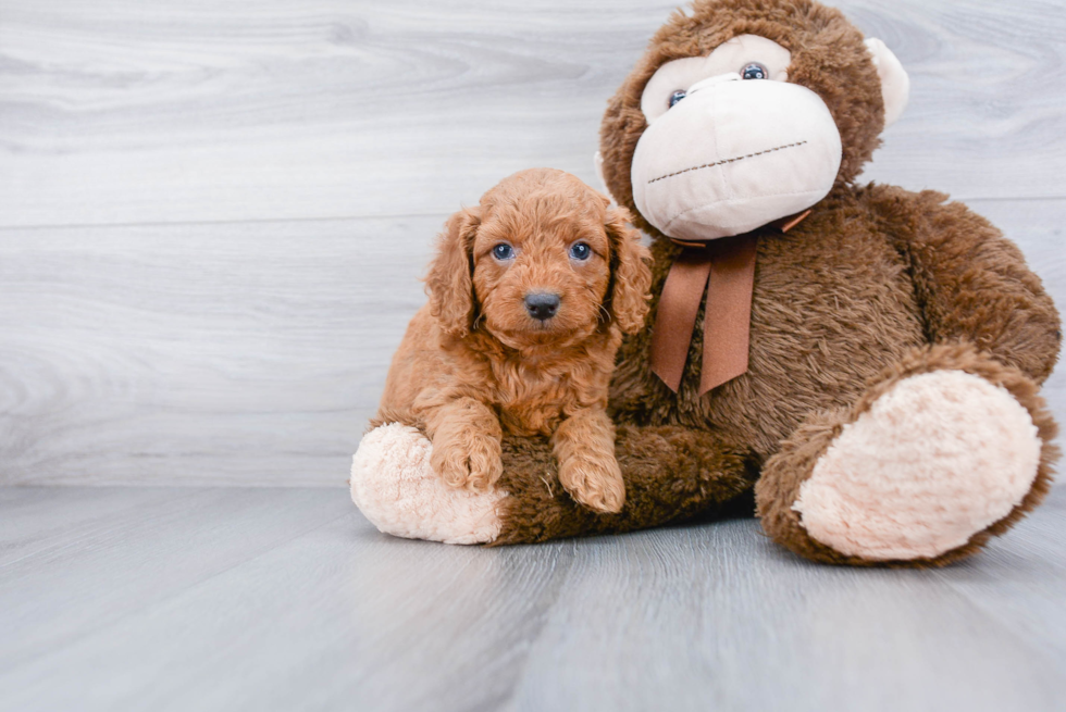 Best Mini Goldendoodle Baby