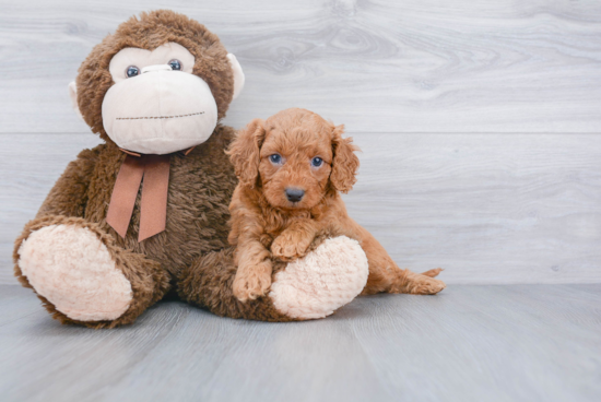 Popular Mini Goldendoodle Poodle Mix Pup