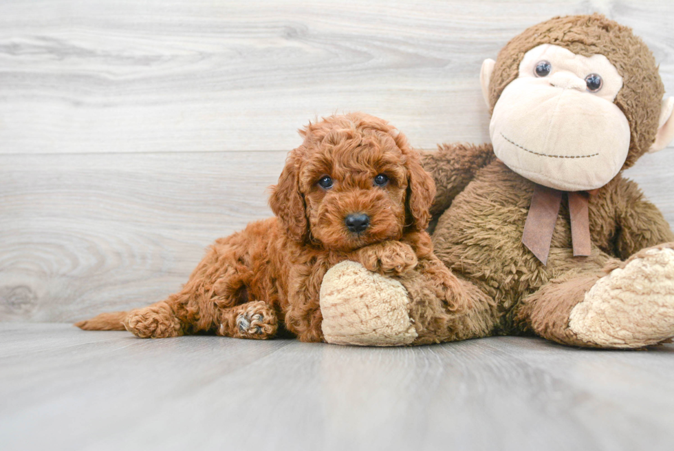 Petite Mini Goldendoodle Poodle Mix Pup