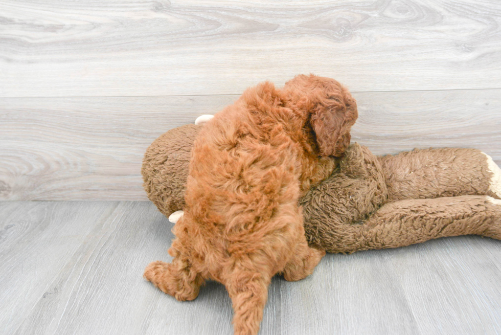 Funny Mini Goldendoodle Poodle Mix Pup