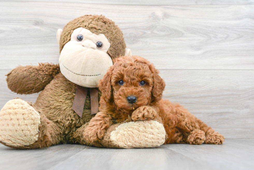 Mini Goldendoodle Puppy for Adoption