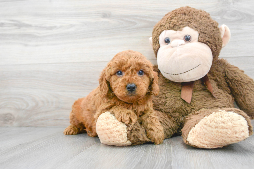 Playful Golden Retriever Poodle Mix Puppy