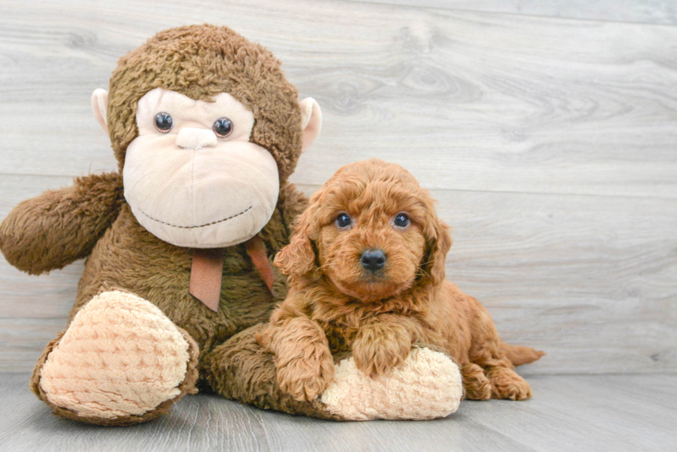 Petite Mini Goldendoodle Poodle Mix Pup