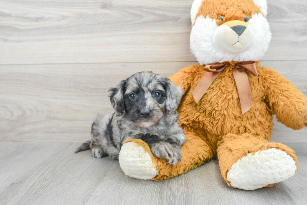 Little Golden Retriever Poodle Mix Puppy