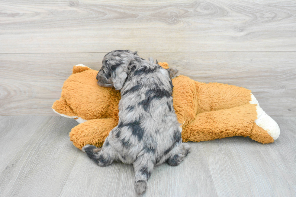 Small Mini Goldendoodle Baby