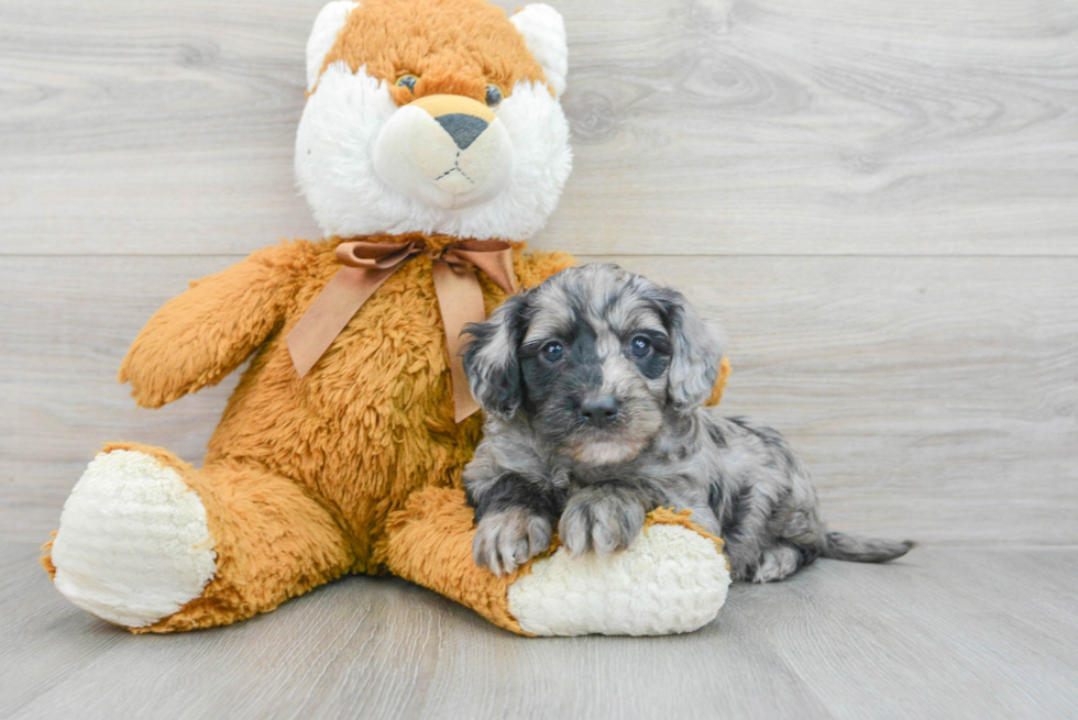 Sweet Mini Goldendoodle Baby