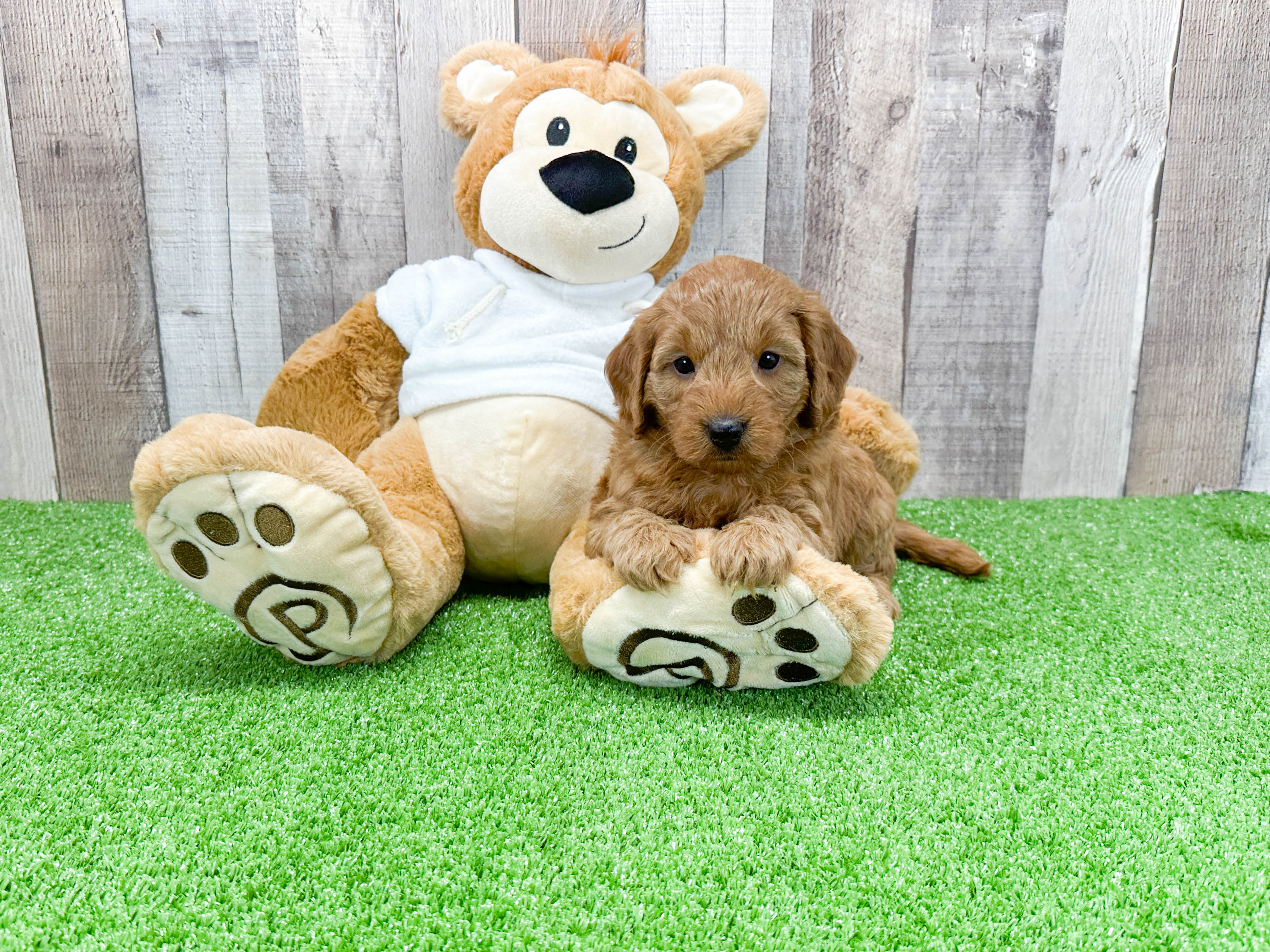 Mini Goldendoodle Puppy for Adoption