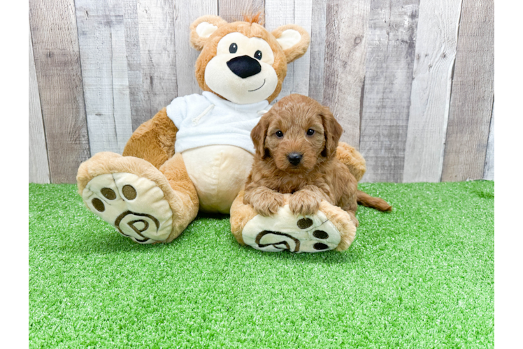 Mini Goldendoodle Puppy for Adoption