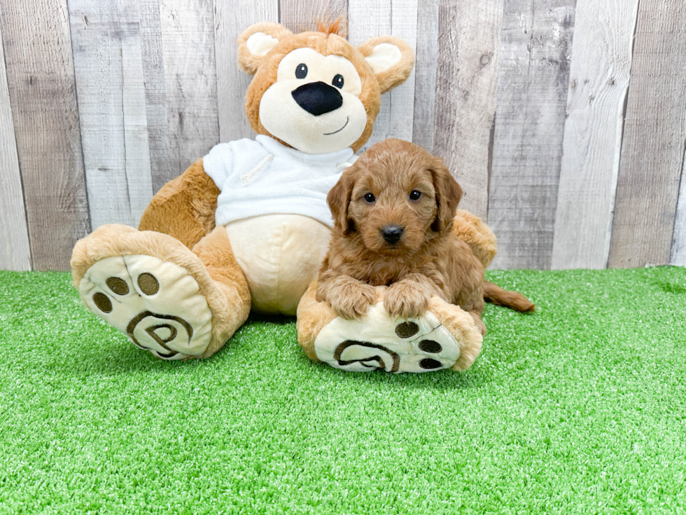 Mini Goldendoodle Puppy for Adoption