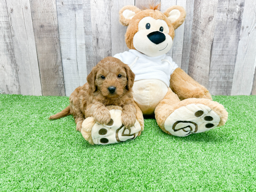 Best Mini Goldendoodle Baby