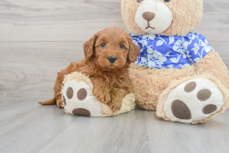 Petite Mini Goldendoodle Poodle Mix Pup