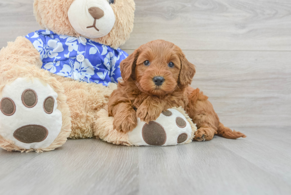 Mini Goldendoodle Puppy for Adoption