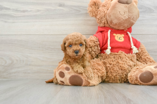 Little Mini Goldenpoo Poodle Mix Puppy