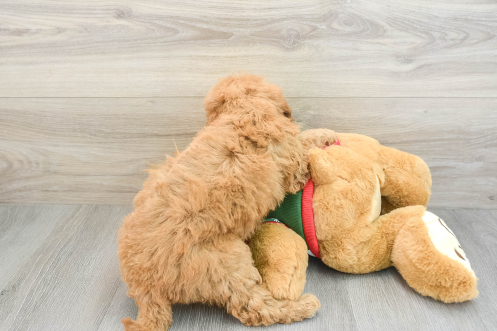 Friendly Mini Goldendoodle Baby