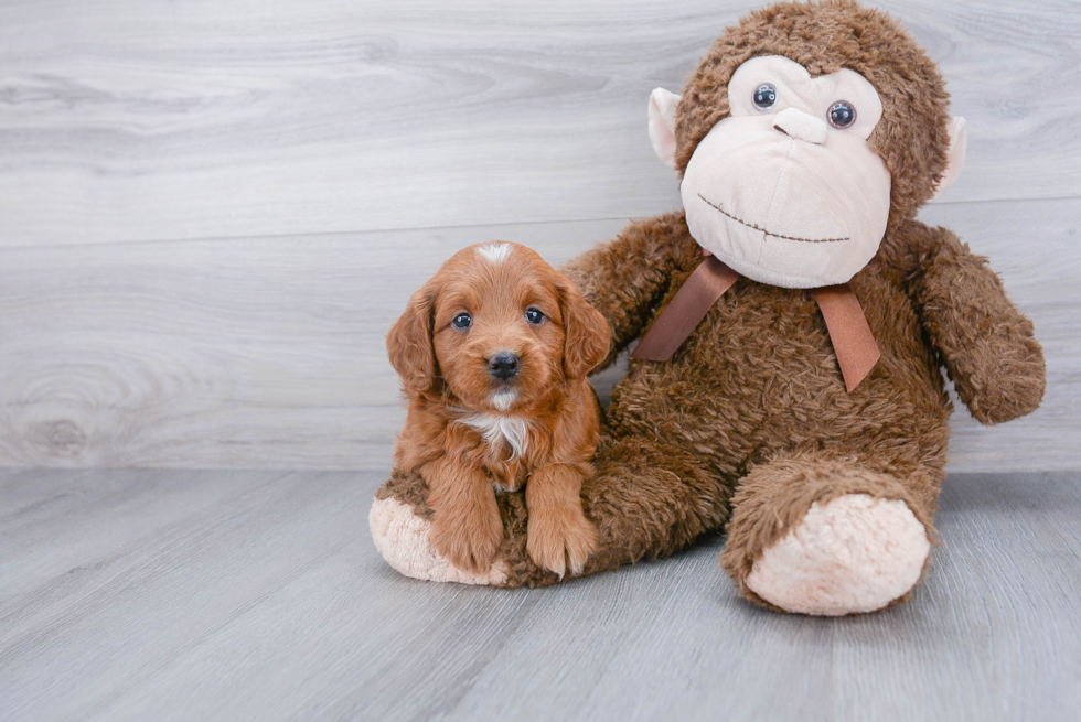 Hypoallergenic Golden Retriever Poodle Mix Puppy