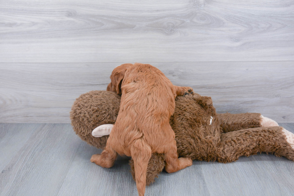 Cute Mini Goldendoodle Baby