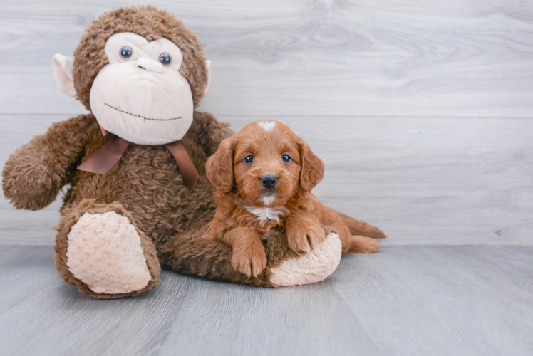 Mini Goldendoodle Puppy for Adoption