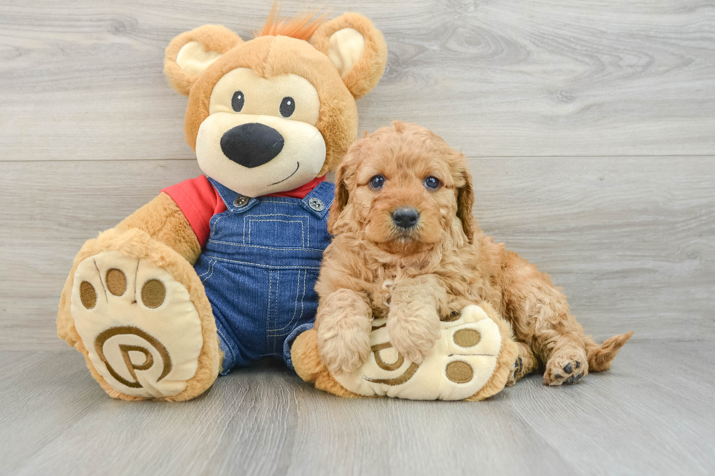 Best Mini Goldendoodle Baby