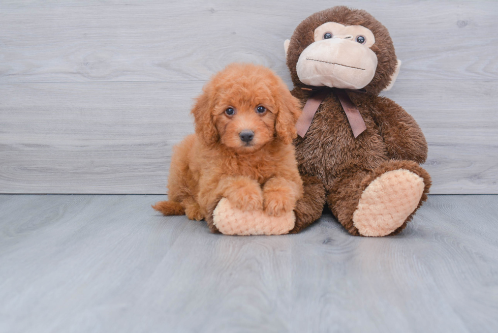 Best Mini Goldendoodle Baby