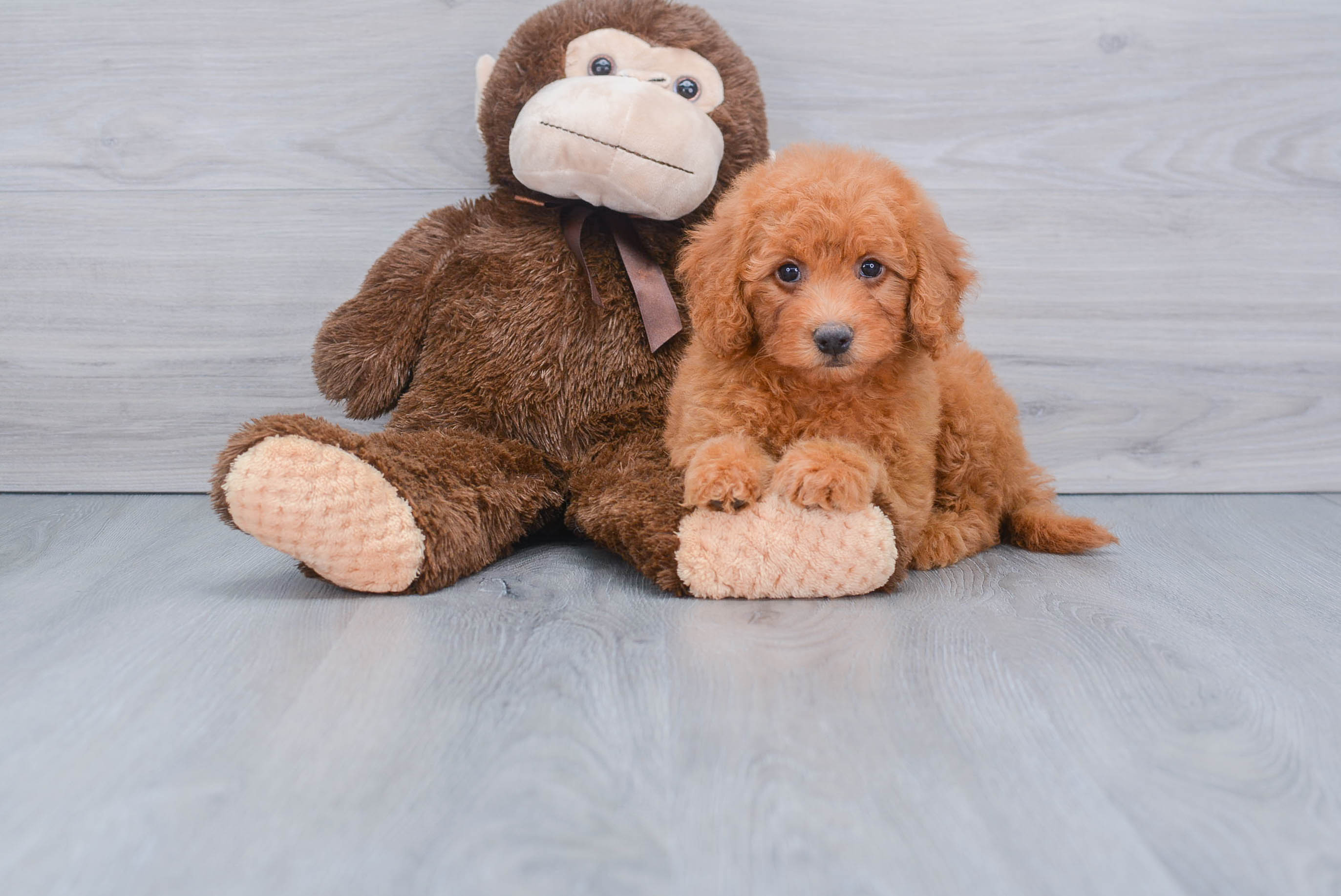 Popular Mini Goldendoodle Poodle Mix Pup