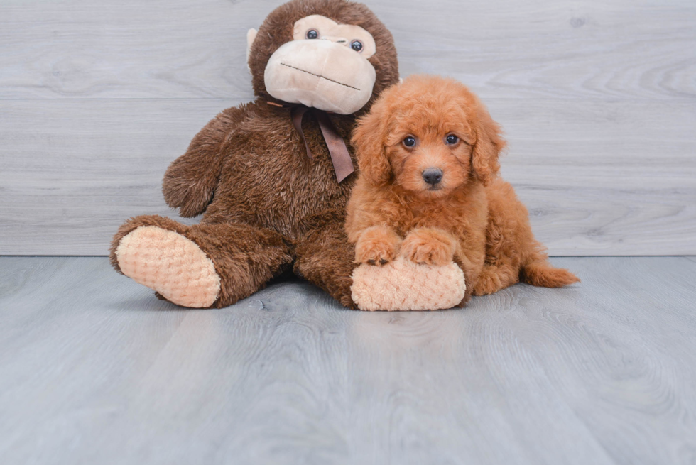 Popular Mini Goldendoodle Poodle Mix Pup