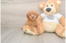 Sweet Mini Goldendoodle Baby