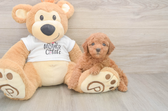 Best Mini Goldendoodle Baby